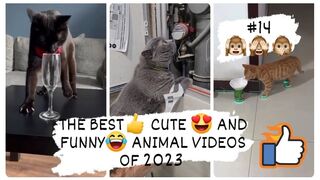 THE BEST- CUTE -AND FUNNY-ANIMAL VIDEOS OF 2023