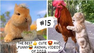 THE BEST- CUTE - AND FUNNY-ANIMAL VIDEOS OF 2023 2