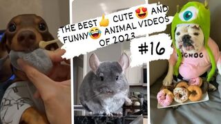 THE BEST- CUTE - AND FUNNY-ANIMAL VIDEOS OF 2023 3