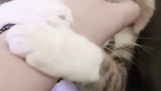 Funny Animal Videos 2022 __ funny dogs __ funny cats(