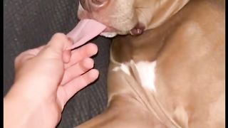 funny dog 4