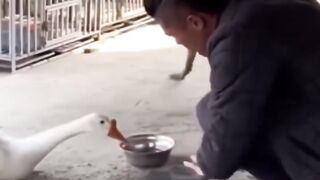 Dog Funny Moments