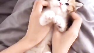 Cute cats 2