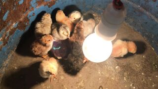 Feed for Day Old Chicks