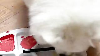 Nico_Do you know who I draw_-- _funny _cute _dog _smartnico _funnymoments