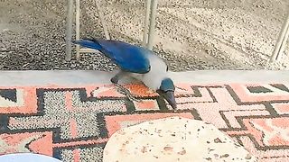 crow eating bread #crow #bread
