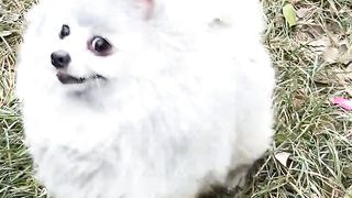Nico_ Don_t attack me when I pee__cute _funny _dog _smartnico _nico(