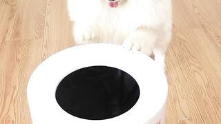 Today is National Puppy Day. Let_s say happy holidays together _dog _nico _smartnico _funny _puppy(
