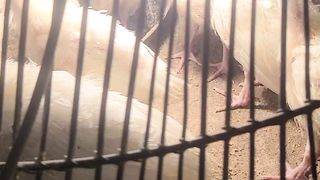 Turkey chicks 2