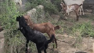 Goats 3