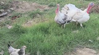 Turkey birds & light sussex hen