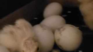 Incubator