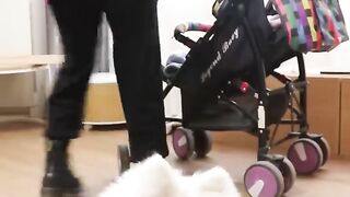 Nico_I am my mother_s only baby__cute _smartnico _funny _dog(