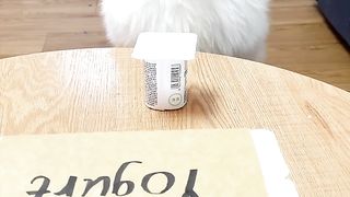 Do you drink yogurt licking cover__cute _dog _funny _nico _smartnico