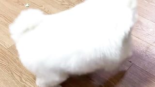 Nico_Have you ever eaten chill cheese__dog _funny _nico _smartnico _cute(