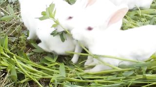 Cute rabbits short video