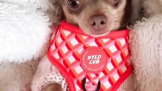 Would you be this girls friend ----_dogs _shorts _chihuahua _chichi _cutedog _cuteanimals _doglover