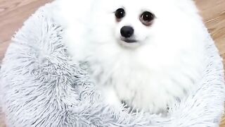 funny dog 6