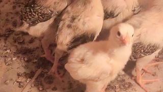 Aseel and turkey chicks