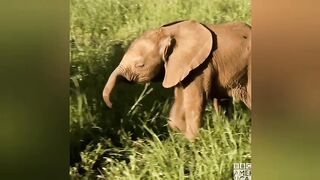 Wild Life with Elephant ????#grow #1million #best #1vs4#niceday