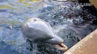 Animals Can Be Jerks! Funny Video