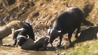 30 Times Animals Messed With The Wrong Opponent ! 2