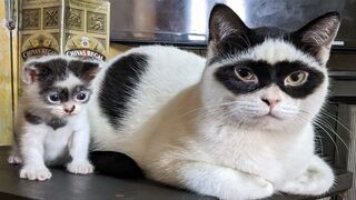 FUNNY CAT MEMES COMPILATION V02