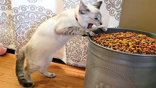 FUNNY CAT MEMES COMPILATION V03 2