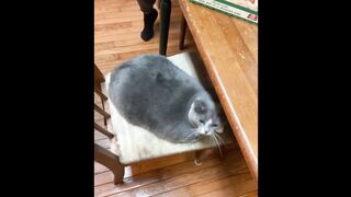FUNNY CAT MEMES COMPILATION V04 2