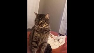 FUNNY CAT MEMES COMPILATION OF 2023 V05 2