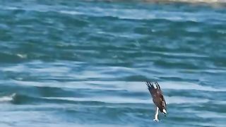 super dive