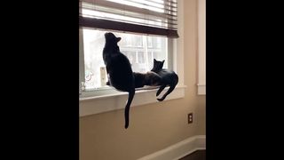 FUNNY CAT MEMES COMPILATION V07