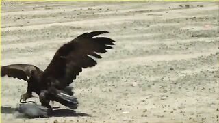 Predators_vs_Birds_|_Lioness_vs_ostrich_|_Amazing_moments_of_Animals_capturing_Birds_Midair!