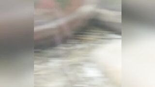 Snake vidoeo