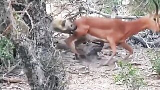 Unbelievable__Hyena_Mating_Impala_and_Eating_it_Alive
