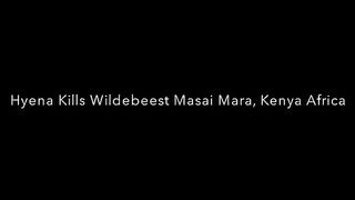 how_did_hyena_eat_beest_alive|_most_dangerous_wild_dog_|Animal_is_watching_himself_getting_killed