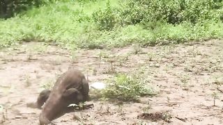 Moments_virall_‼️Komodo_eats_alive_baby_goats