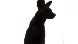 Wild_Dogs_Kill_And_Eat_Hyena_||_Hyenas_Eaten_Alive