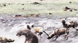 Brutal_Killer:_Wild_Dogs_Kill_Hyena