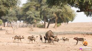 Wild_Dogs_Pop_Huge_Pimple_on_Buffalo