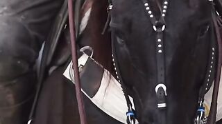 Vaquejada 3