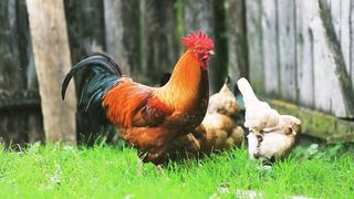 Hen moving