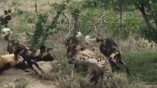 Wild Dogs Attack Hyena