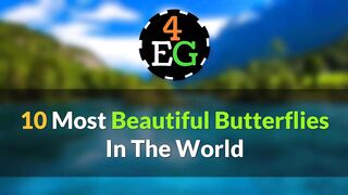 10 Most Beautiful Butterflies on Planet Earth.