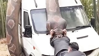 Dangerous snake