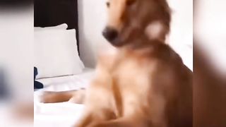 Vidéo d'animaux mignons et drôles/Cute and funny pets videos compilation????????