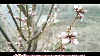 ПРАСКОВАТА В РОЗОВ БУТОН