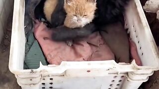 РИЖАВОТО Е ПРЕКРАСНО