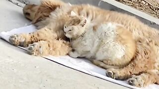 ДВАМА РИЖОВЦИ