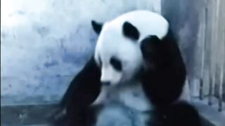 Cute pandas